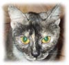 pitonz cat
